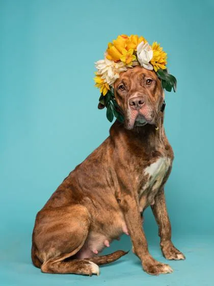 Corn Syrup thumbnail 3