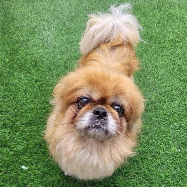 A senior small-sized male Brown / Chocolate Pekingese dog named Kirbie for adoption in Tempe, AZ
