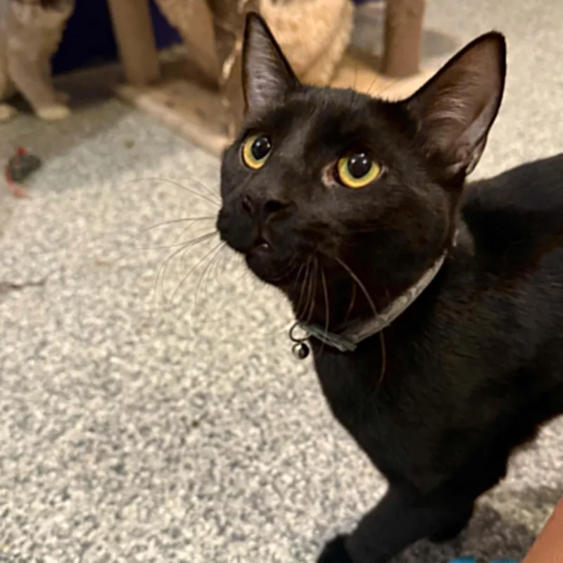 A young large-sized male Black Domestic Short Hair cat named King for adoption in Antioch, CA