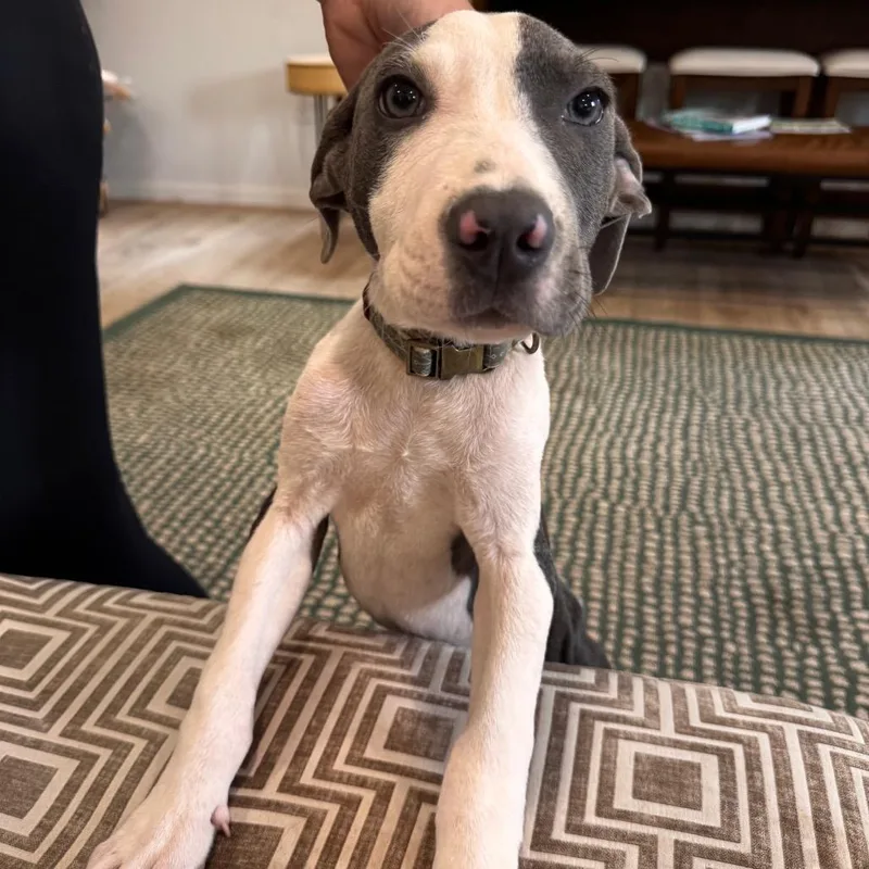 A baby small-sized male Gray / Blue / Silver Hound dog named Mike for adoption in Indiantown, FL