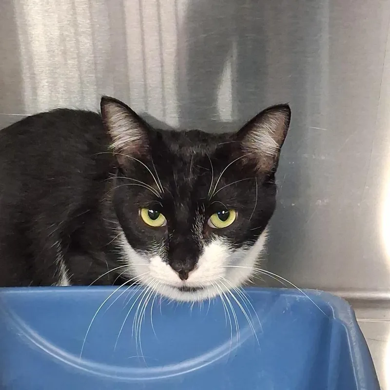 A young medium-sized male Domestic Short Hair cat named Maximillian for adoption in Gautier, MS