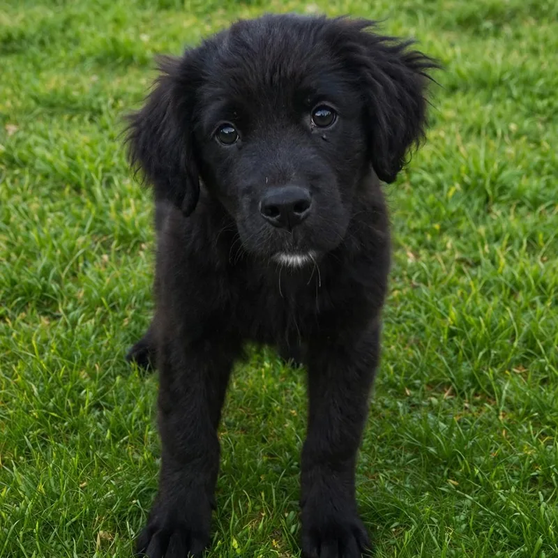 A baby medium-sized male Black Australian Shepherd dog named Reno for adoption in Hohenwald, TN