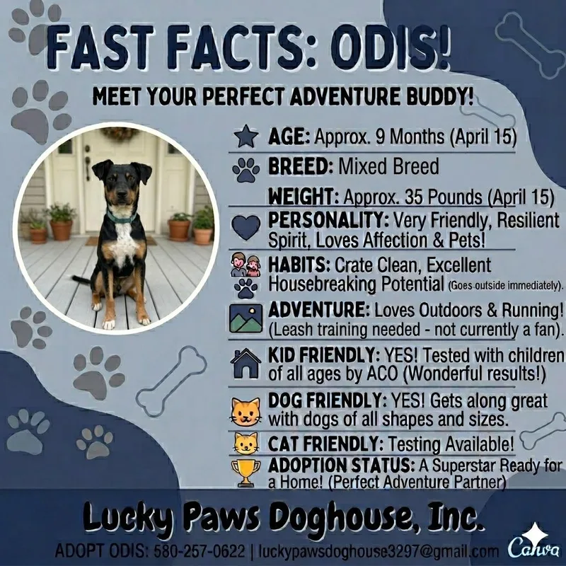 Odis thumbnail 4