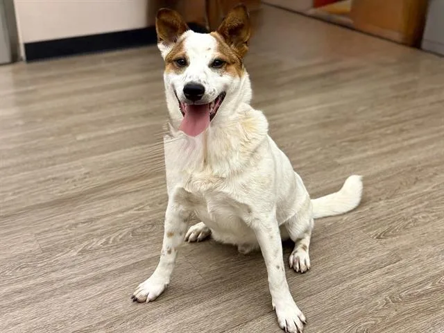 A young small-sized male Australian Cattle Dog / Blue Heeler dog named Evan for adoption in Martinez, CA
