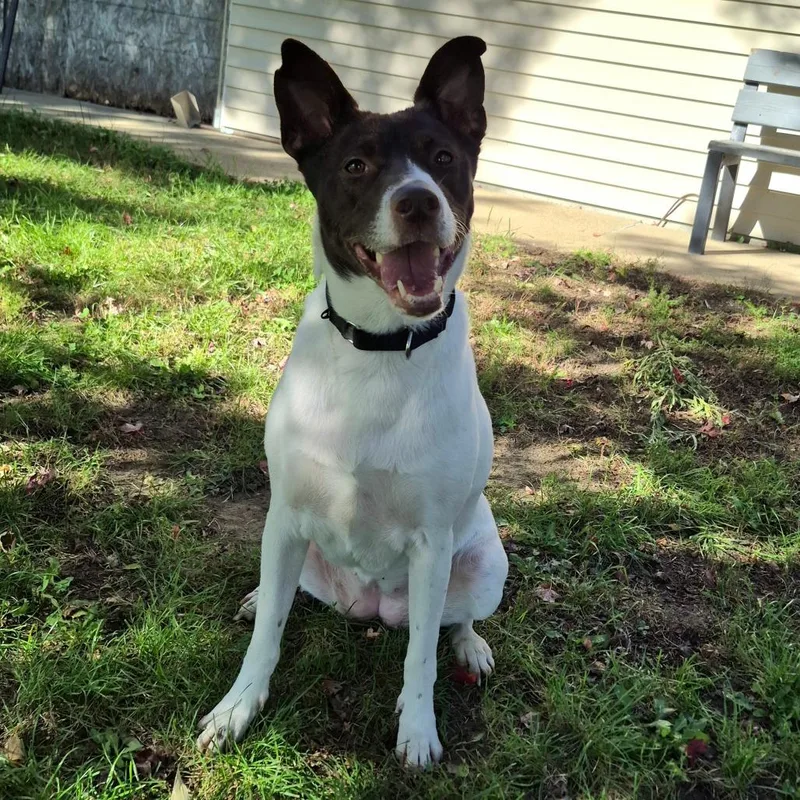 An adult medium-sized female White / Cream Terrier dog named Fig for adoption in Milford, IA