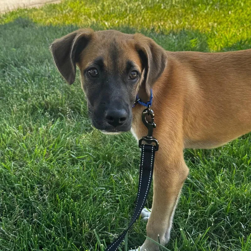 A baby small-sized female Brown / Chocolate Mixed Breed dog named Iris for adoption in Wheeling, IL