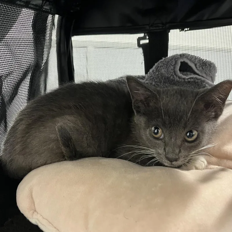 A baby small-sized female Gray / Blue / Silver Domestic Short Hair cat named Sky for adoption in Tampa, FL