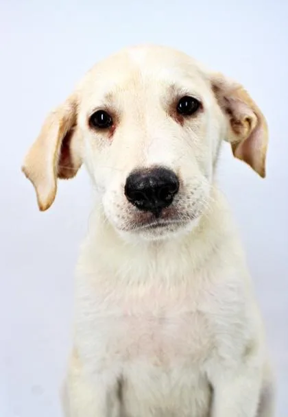 A baby large-sized male Golden Retriever dog named Hank for adoption in Morton Grove, IL