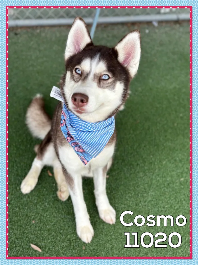 Cosmo