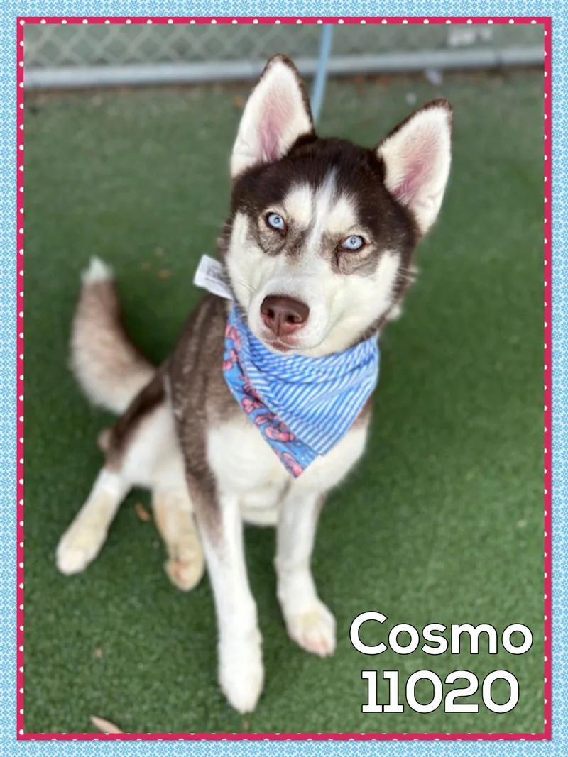 Cosmo thumbnail 4