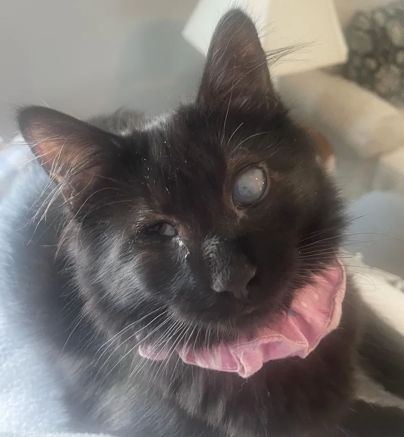 A baby medium-sized female Black Domestic Medium Hair cat named Zuzu for adoption in Dover, DE
