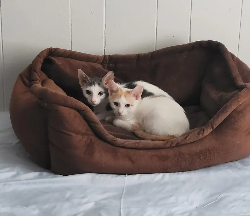 A baby small-sized male Orange & White Domestic Short Hair cat named Milo & Otis for adoption in Hoyleton, IL