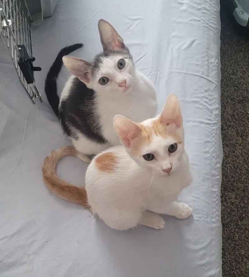 Milo & Otis thumbnail 2