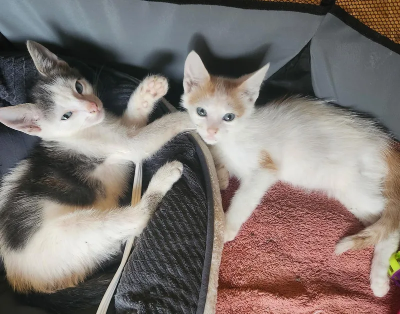Milo & Otis thumbnail 3