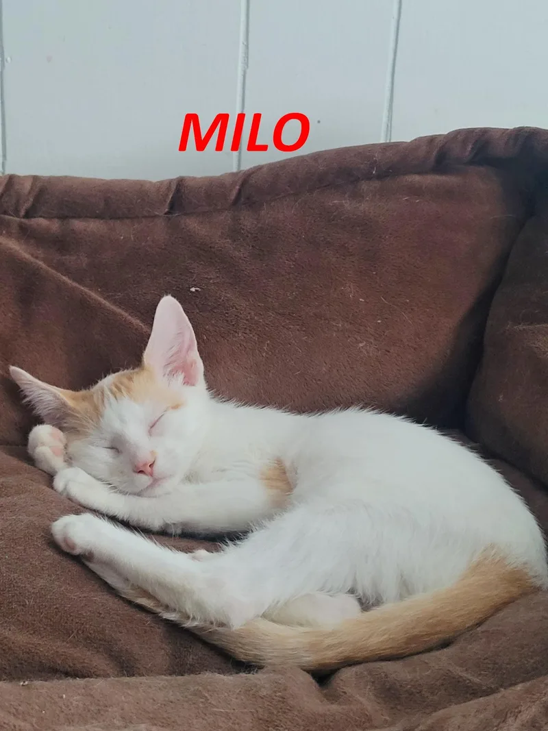 Milo & Otis thumbnail 4
