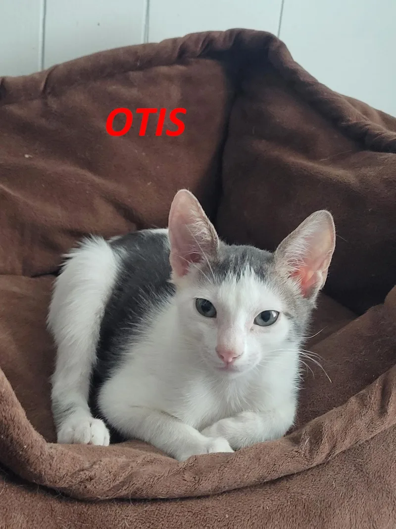 Milo & Otis thumbnail 5
