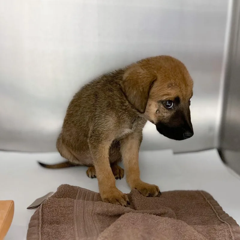 Leonidas thumbnail 3