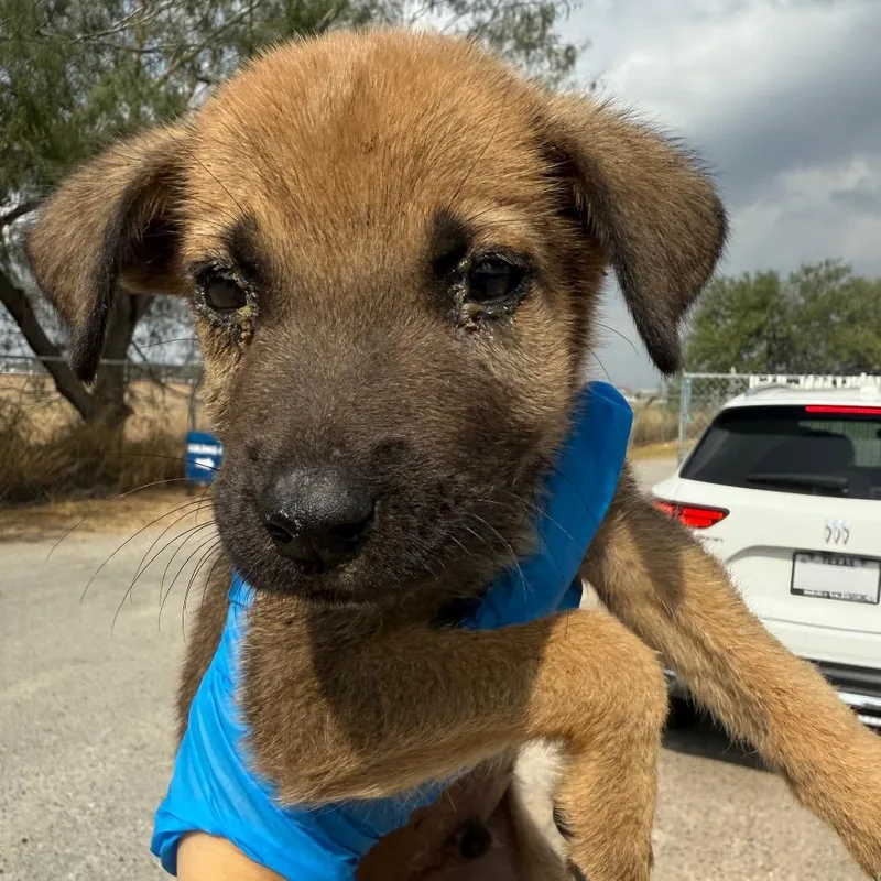 Leonidas thumbnail 4