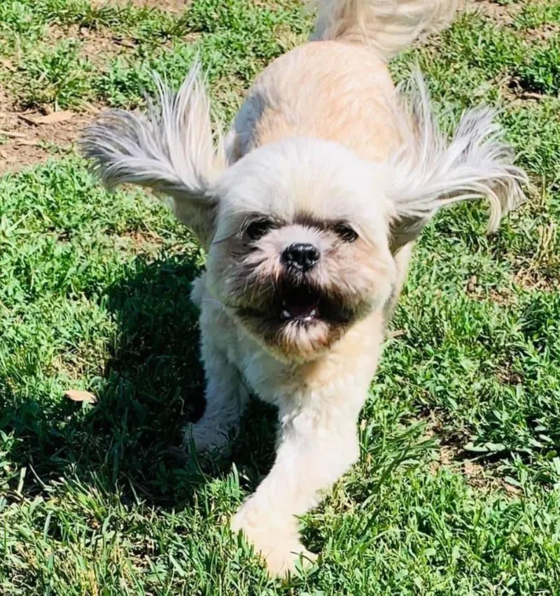 An adult small-sized male Apricot / Beige Shih Tzu dog named Watson for adoption in Brainerd, MN
