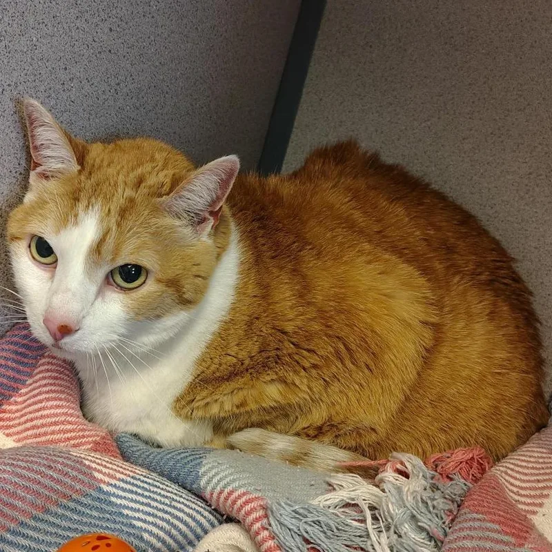 A senior large-sized female Orange / Red Domestic Short Hair cat named Grace for adoption in Cedar Rapids, IA
