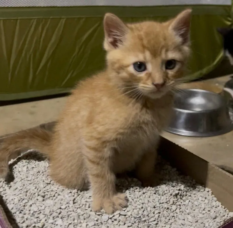 A baby medium-sized female Dilute Calico cat named Hermoine And Ron for adoption in Columbia, SC