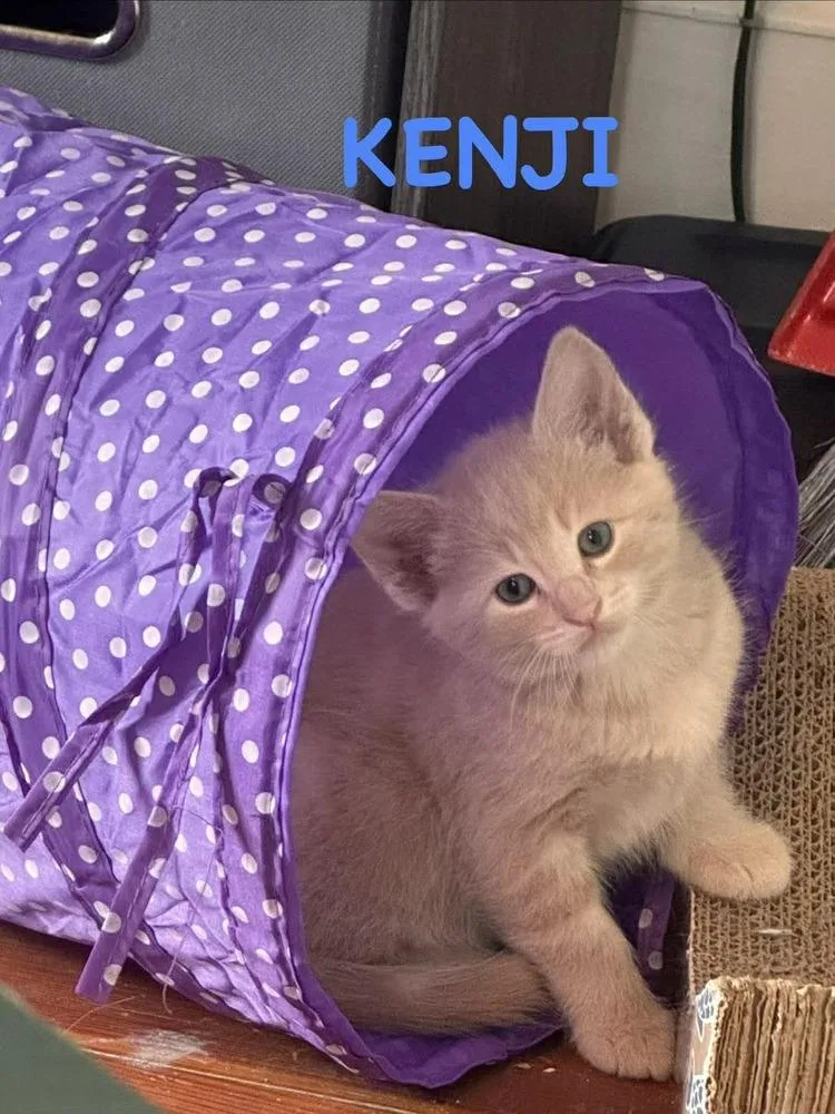 A baby small-sized male Orange & White Domestic Short Hair cat named Kenji for adoption in Lincoln, NE