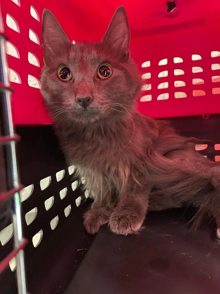 A young medium-sized male Domestic Long Hair cat named Raider for adoption in Chico, CA