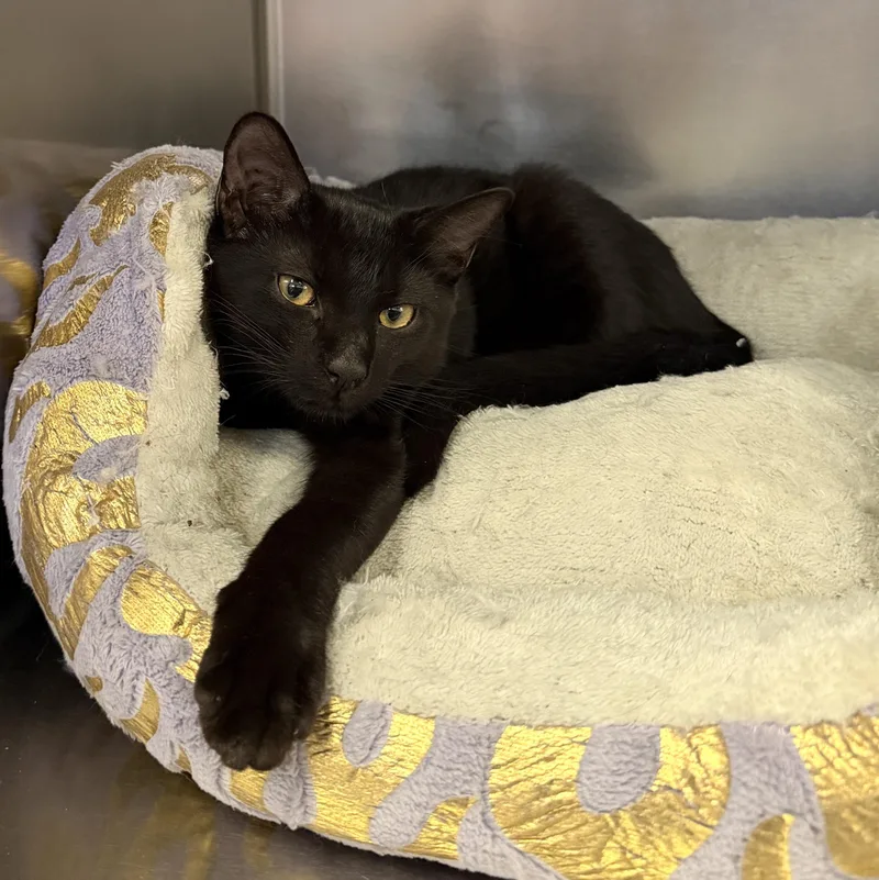A young medium-sized male Black Domestic Short Hair cat named Bruce for adoption in Wantagh, NY