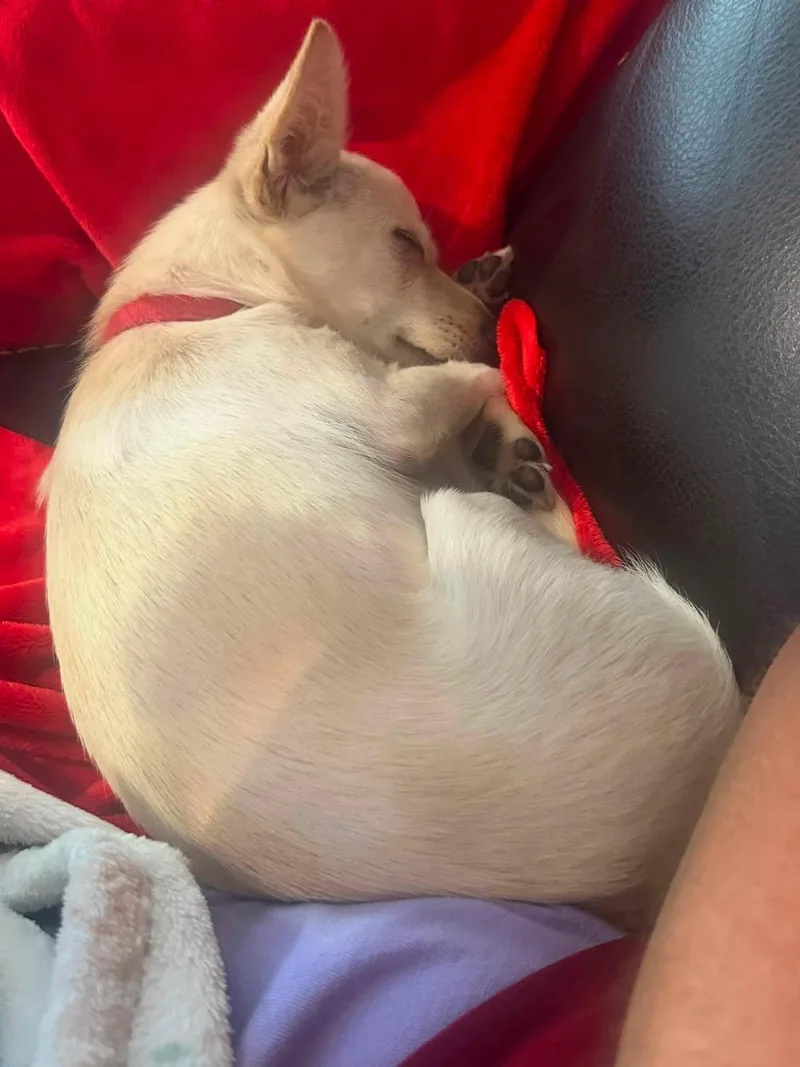 An adult small-sized female Chihuahua dog named Gillian for adoption in Austin, TX