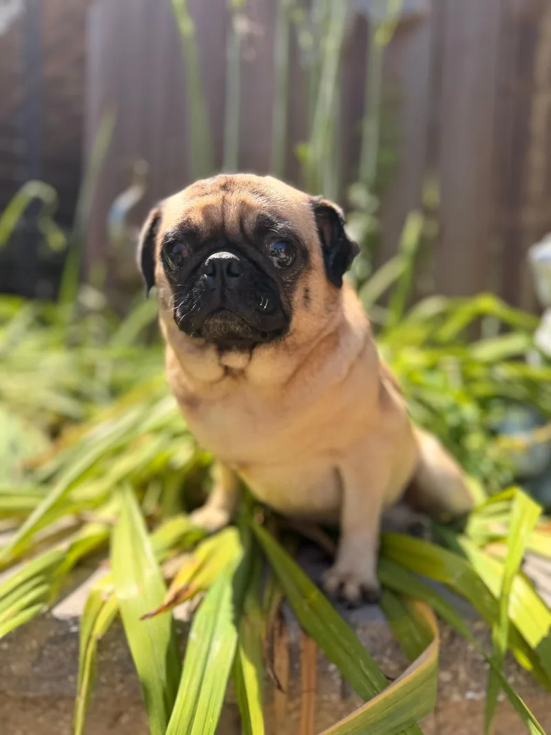 An adult small-sized female Yellow / Tan / Blond / Fawn Pug dog named Suzie for adoption in North Freedom, WI