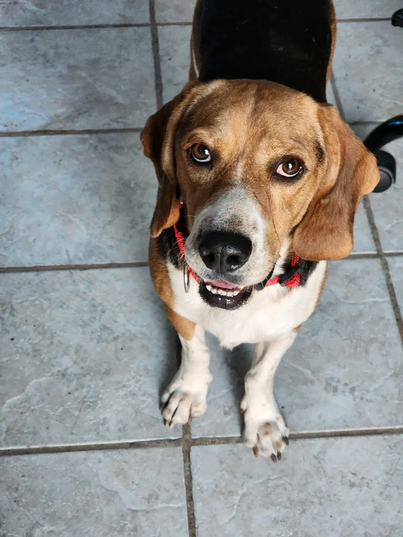 Stingray thumbnail 3