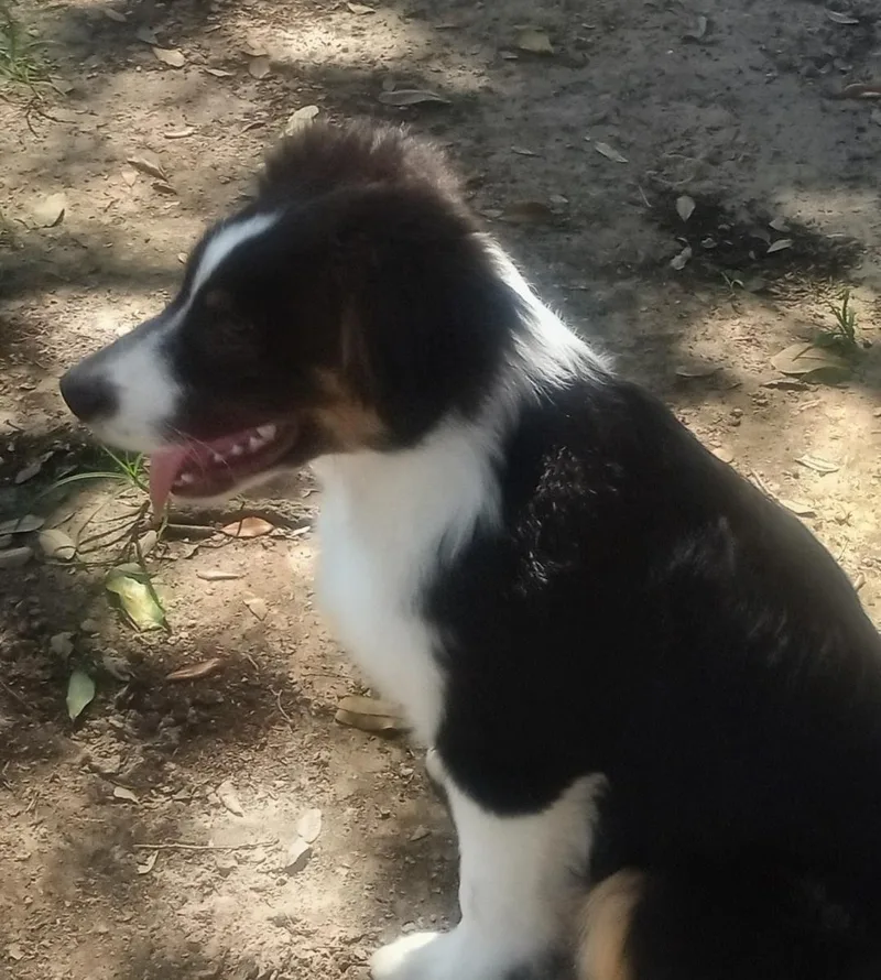 A young medium-sized male Tricolor (Brown, Black, & White) Australian Shepherd dog named Louie for adoption in Silsbee, TX