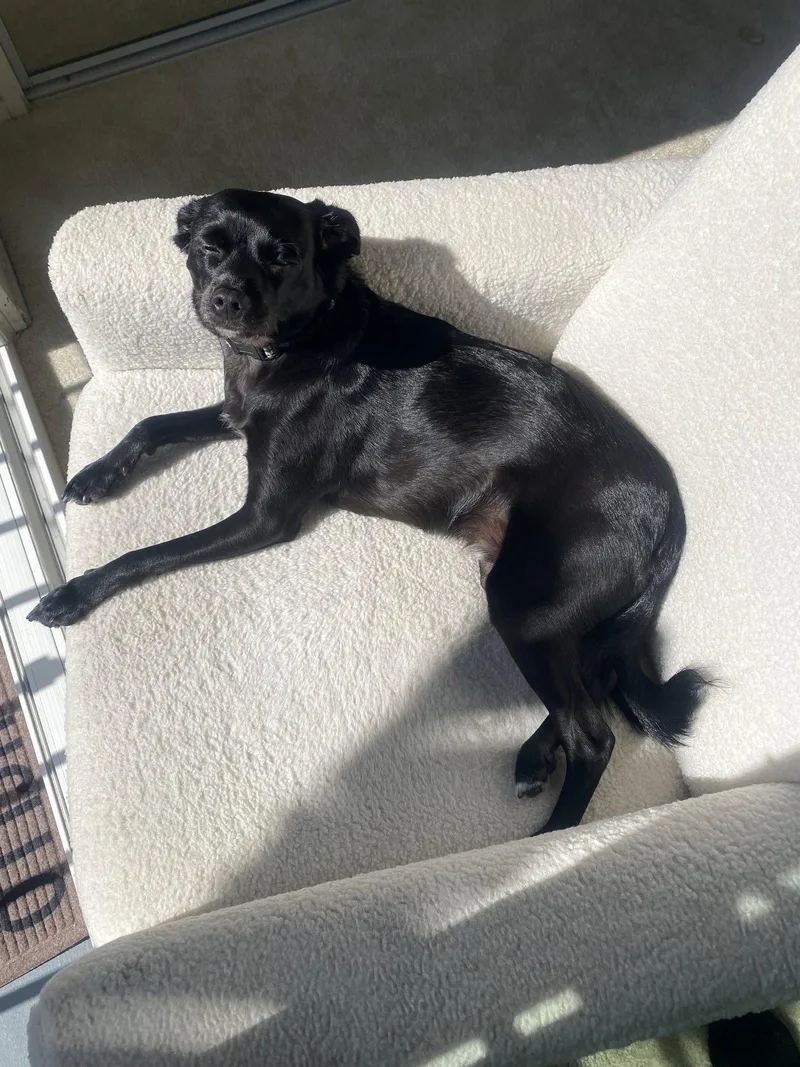 Baxter thumbnail 2