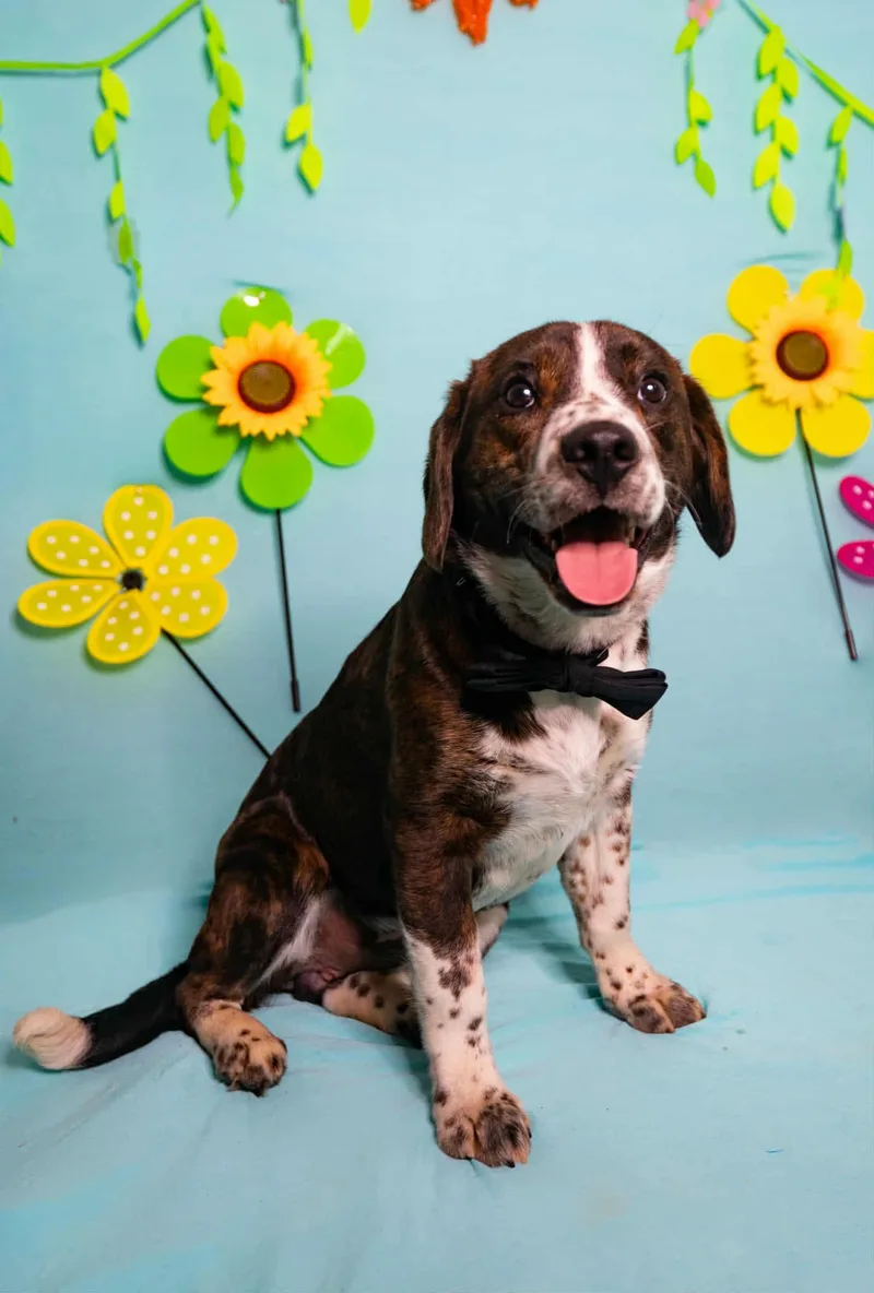 A young medium-sized male Brown / Chocolate Beagle dog named Patch for adoption in Manhasset, NY