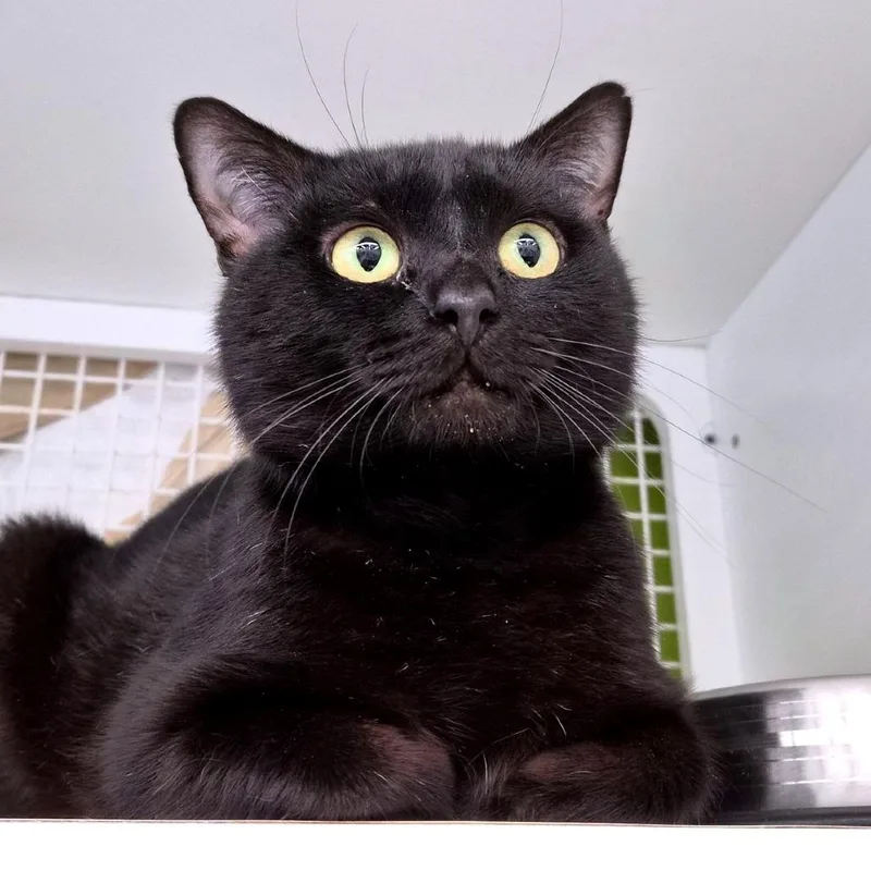 Salem