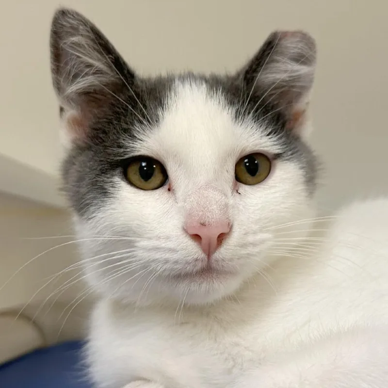A baby small-sized male Gray / Blue / Silver Domestic Short Hair cat named Hollerin for adoption in Woodinville, WA