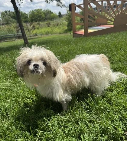 A senior small-sized male White / Cream Shih Tzu dog named Chance for adoption in Tinley Park, IL