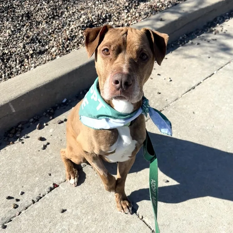 A senior large-sized male Red / Chestnut / Orange Pit Bull Terrier dog named Benelli for adoption in Columbia, MO