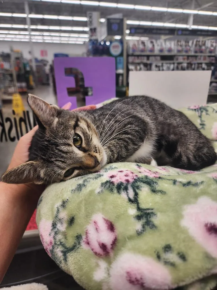 A young small-sized female Domestic Short Hair cat named Gracie for adoption in Orlando, FL