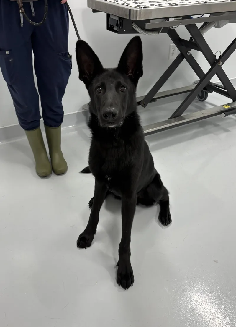 A young large-sized male German Shepherd Dog dog named Fletcher for adoption in Kankakee, IL