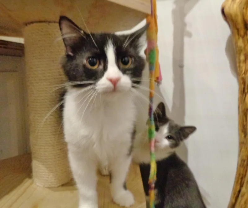 A baby small-sized female Domestic Medium Hair cat named Lemongrass for adoption in Delhi, NY