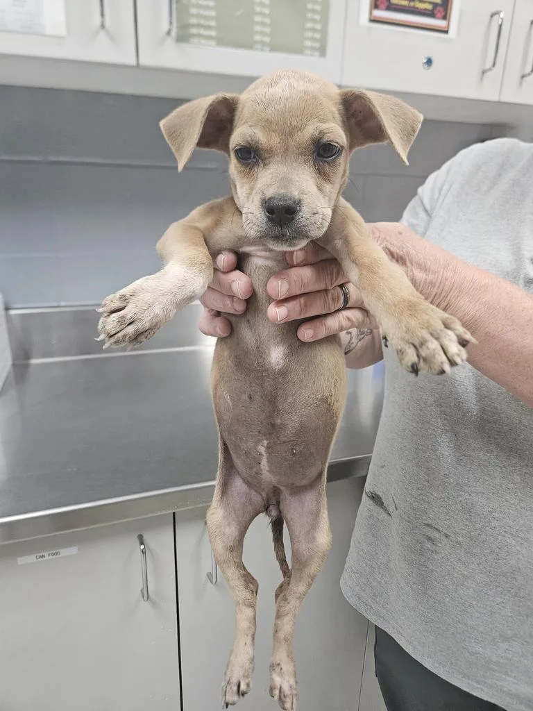A baby small-sized female Pit Bull Terrier dog named Leah for adoption in Livingston, LA