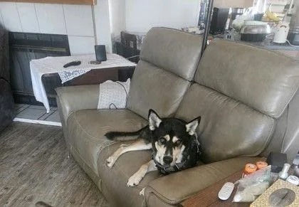 An adult medium-sized male Siberian Husky dog named Mingo for adoption in Denton, TX