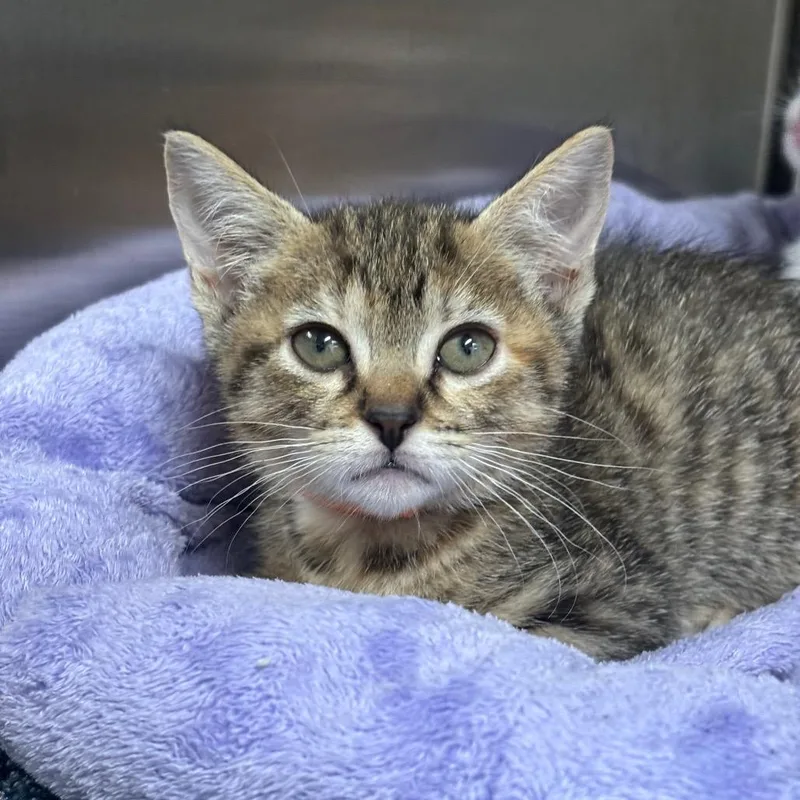 A baby small-sized female Brown / Chocolate Domestic Short Hair cat named Thrash for adoption in League City, TX