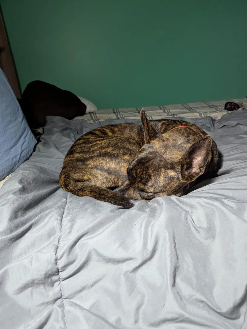 An adult medium-sized female Brindle Chihuahua dog named Sally for adoption in Darien, GA