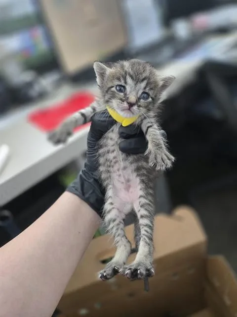 A baby medium-sized female Domestic Short Hair cat named Bailey for adoption in Dallas, TX