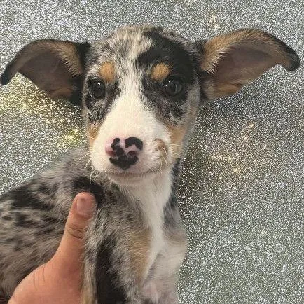 A young small-sized female Australian Shepherd dog named Winky for adoption in Allentown, PA