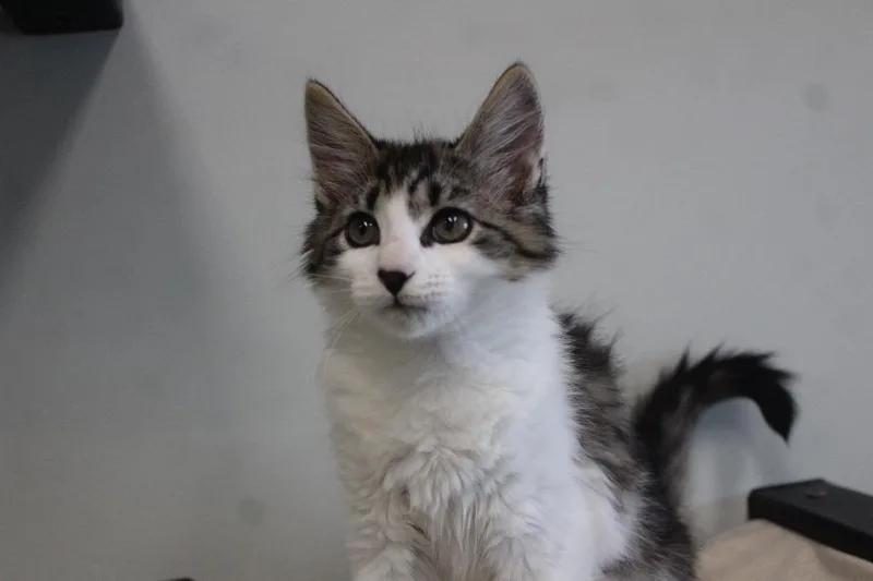 A baby medium-sized female Tabby (Brown / Chocolate) Domestic Long Hair cat named Zap for adoption in Chestertown, MD