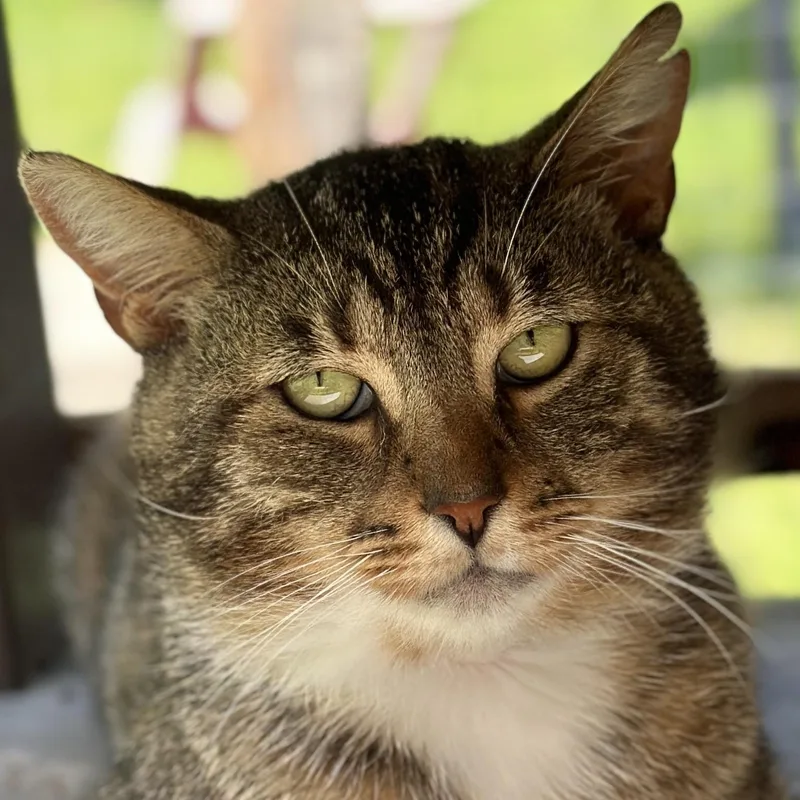 An adult medium-sized male Tabby (Buff / Tan / Fawn) Domestic Short Hair cat named Tobias for adoption in Victor, NY