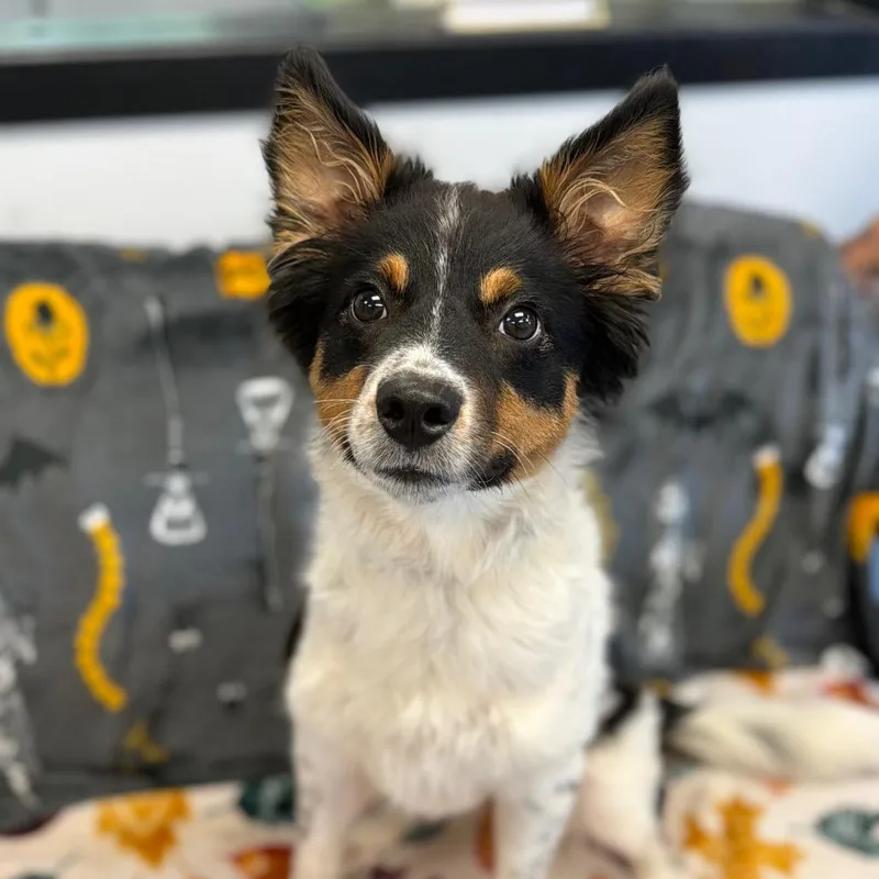 A baby medium-sized female Australian Shepherd dog named Lacey for adoption in Watertown, NY